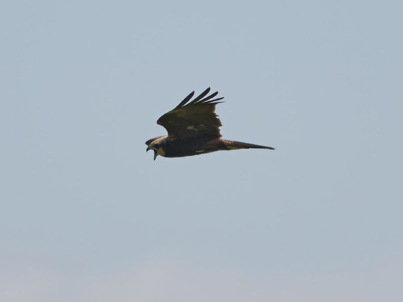 san_birds&nature