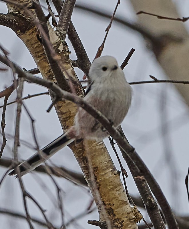 san_birds&nature