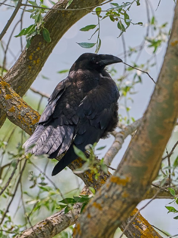 san_birds&nature