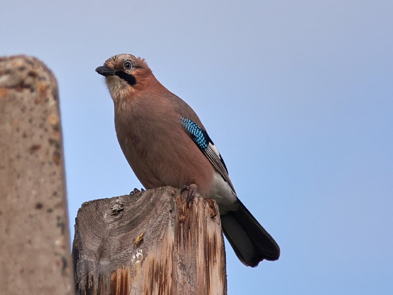 san_birds&nature