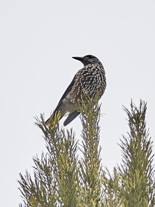 san_birds&nature