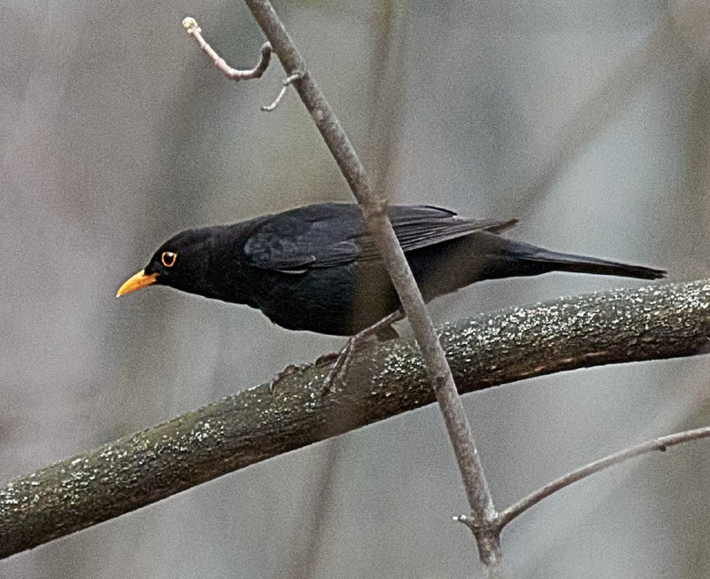 san_birds&nature