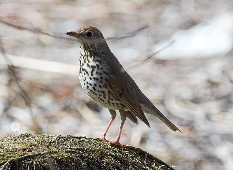 san_birds&nature