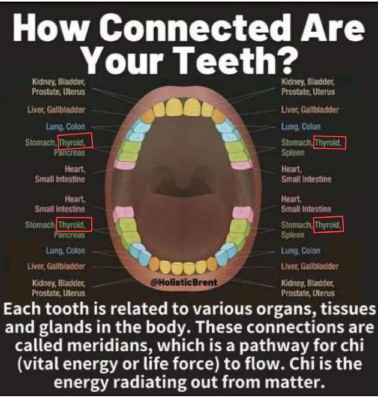 Los dientes conectados a la glándula …