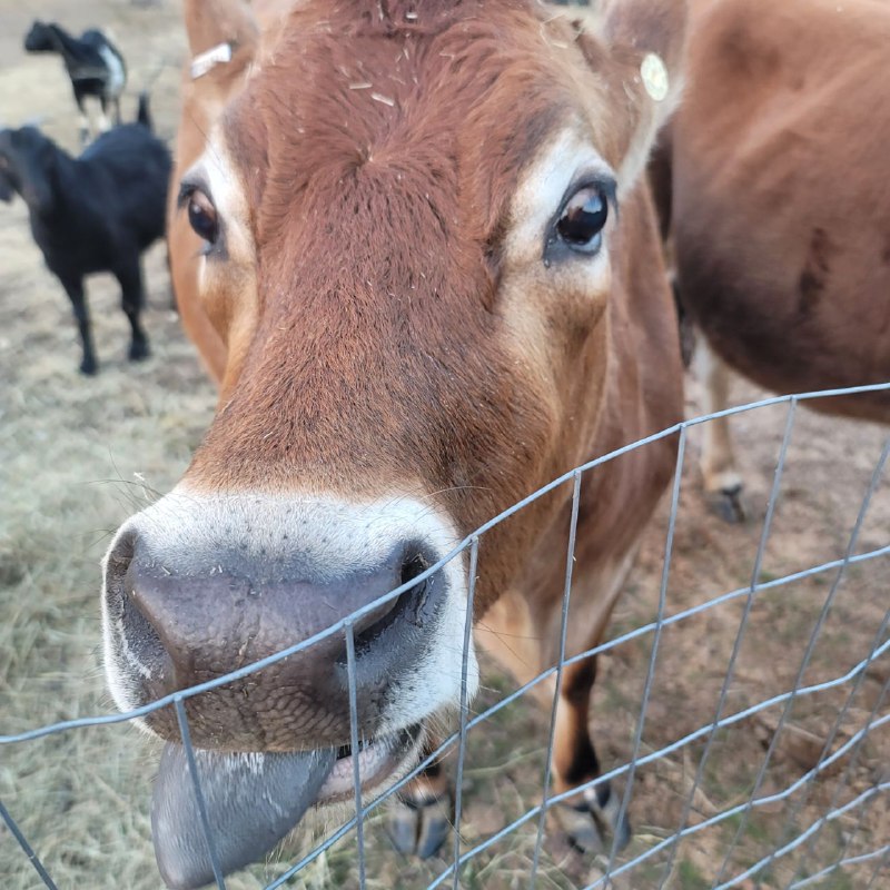 Sissy & Bubba's Farmstead