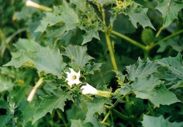 **Bangidevona(*Datura stramonium)*****Bangidevona** hammamizga tanish begona o‘t. …