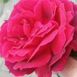 خیابانی برهنه که از پودر زغال …