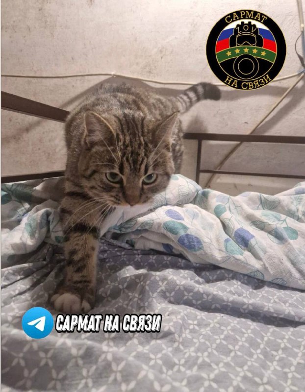 Приказ Комбрига***🐈‍⬛***