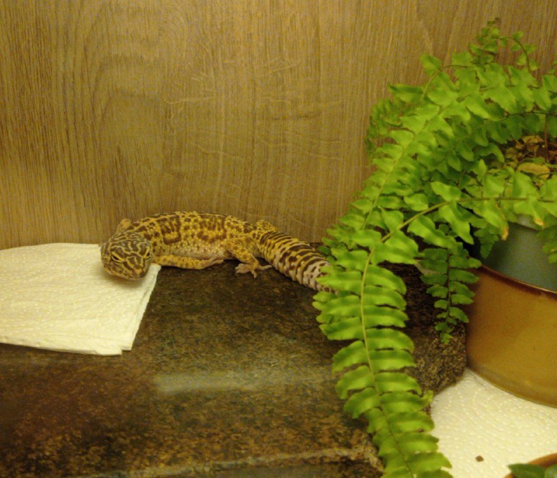 My gecko Zuzia