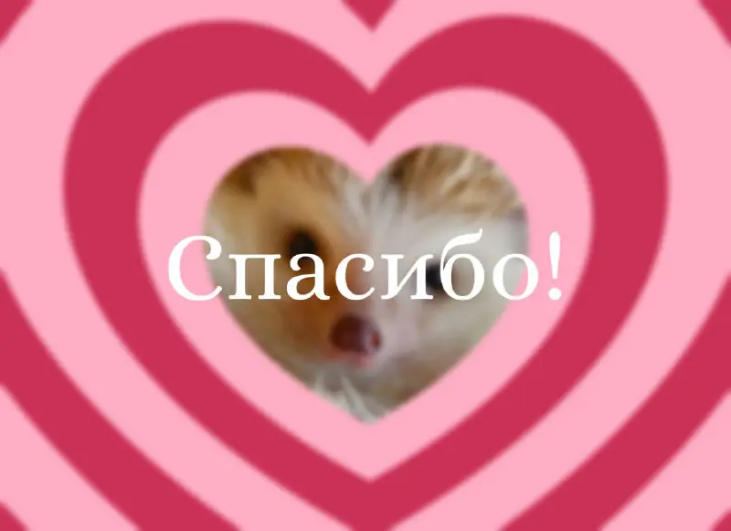 Ёж пришёл сказать «Спасибо!» ***🦔******❤️***