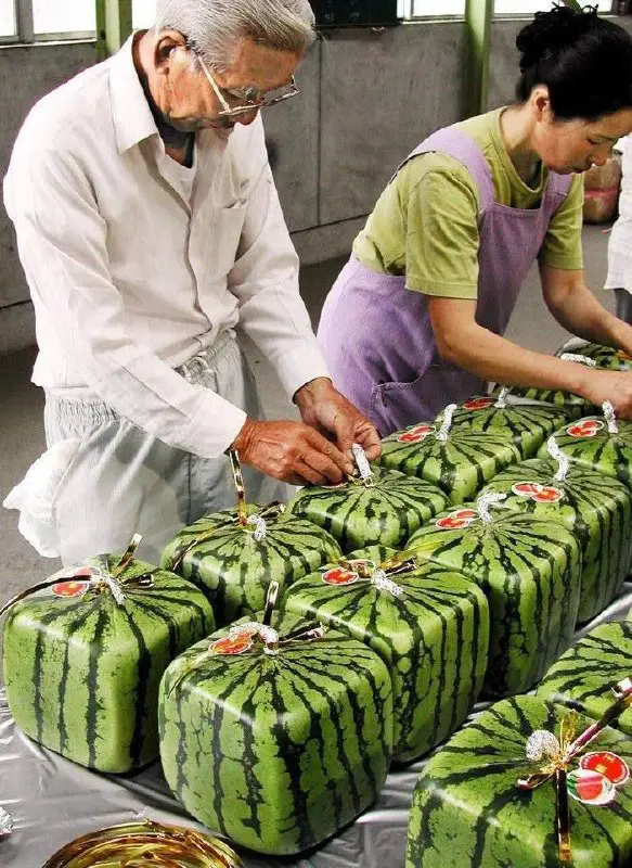 The Japanese grow square watermelons to …