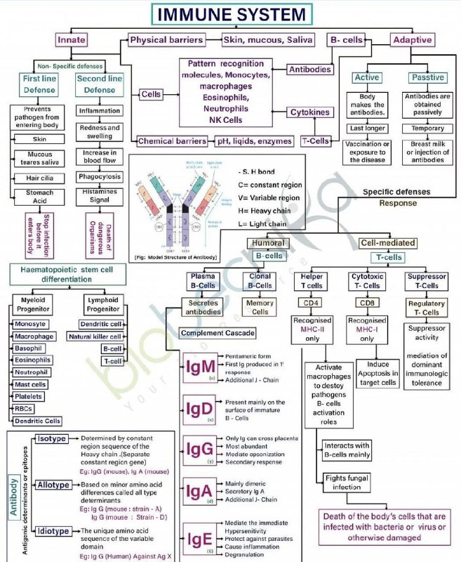 ***✨***`summary` to immune system