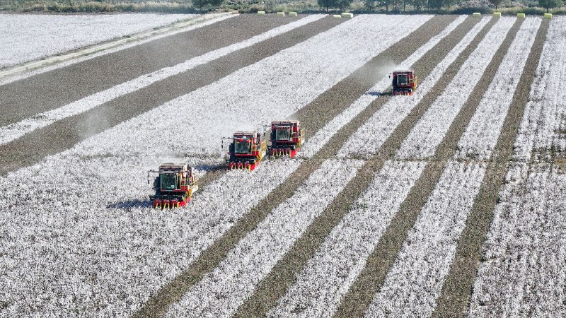 **China to probe Calvin Klein, Tommy Hilfiger parent firm over Xinjiang cotton**