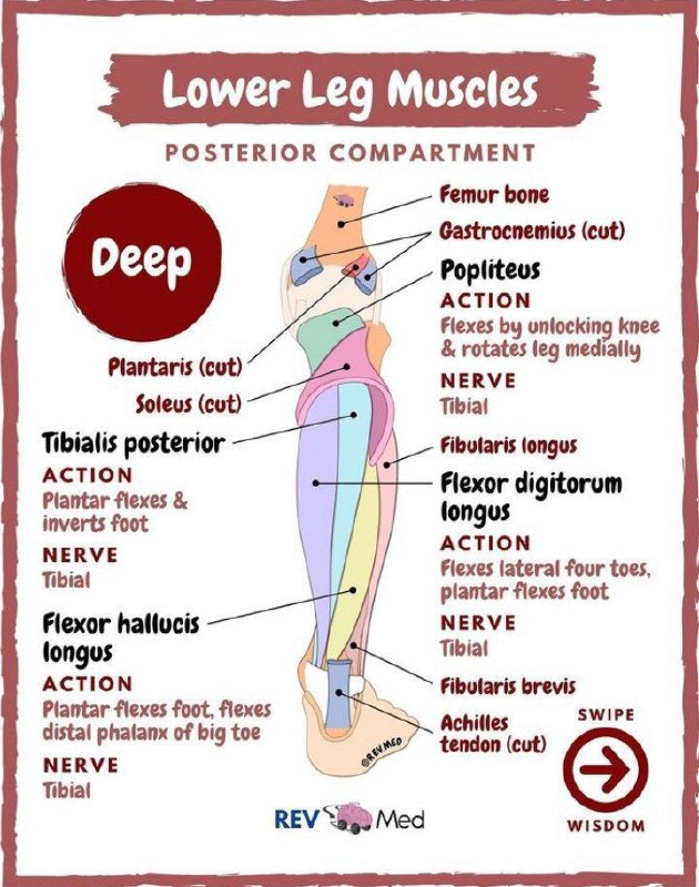 [#PandaPosts](?q=%23PandaPosts) [#SCOMEanatomy](?q=%23SCOMEanatomy)