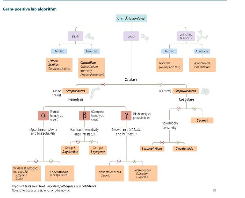 Microbiology 🧫🦠🔬Zliten آلُدِفَعةّ آلُسآبْعةّ