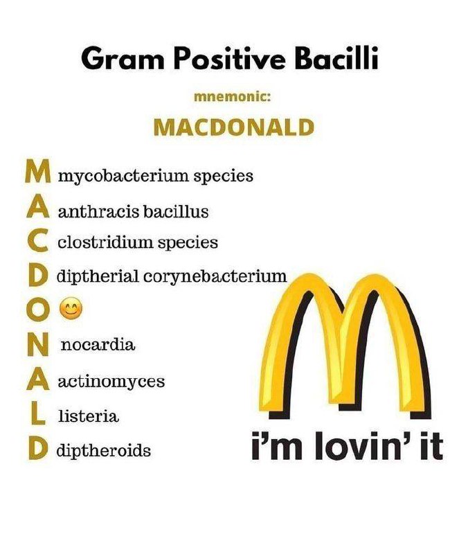 Gram+ve bacilli