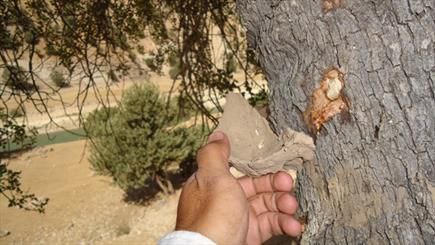 Photo from Abolfazl Mirghasemi
