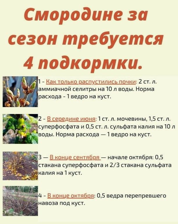 ***☝️*** Важнейшие подкормки смородины за сезон …