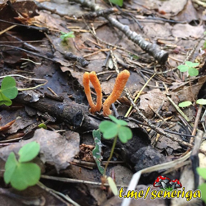 [Гриб кордицепс (cordyceps)](https://ru.wikipedia.org/wiki/%D0%9A%D0%BE%D1%80%D0%B4%D0%B8%D1%86%D0%B5%D0%BF%D1%81) уже на протяжении …