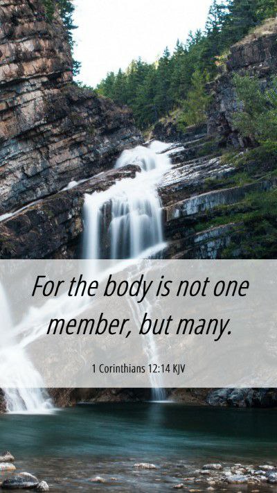 "For the body is not one …