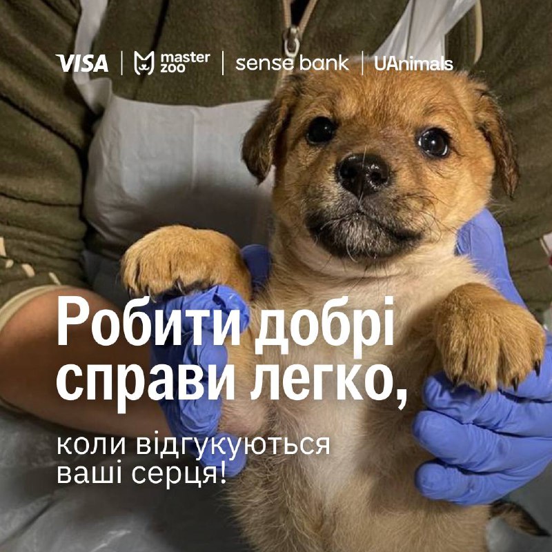 **"Лапка турботи": вітаємо переможців ***🐱******🐶*****