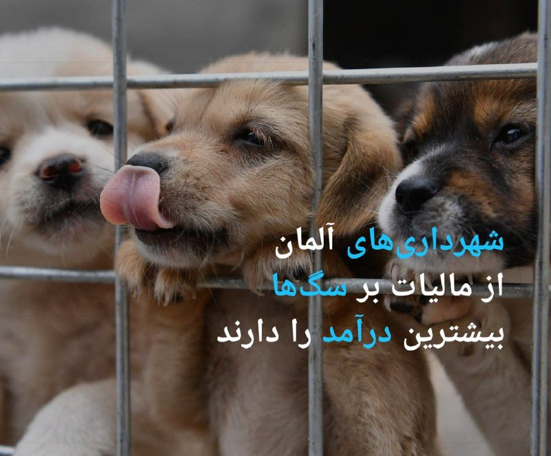 ***?***معاون سلامت اداره کل دامپزشکی استان …