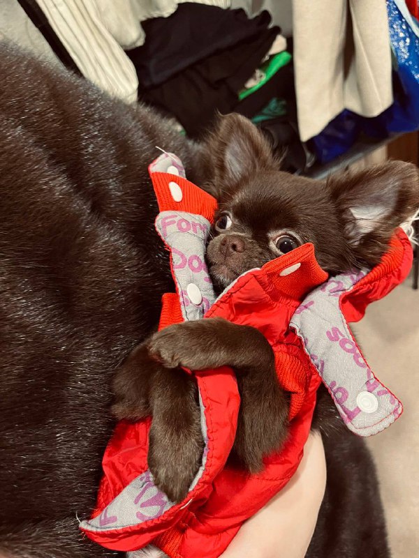 сеттик