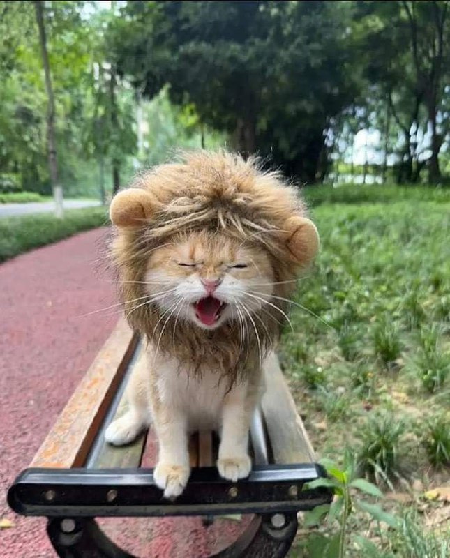 ***🦁******🐱***