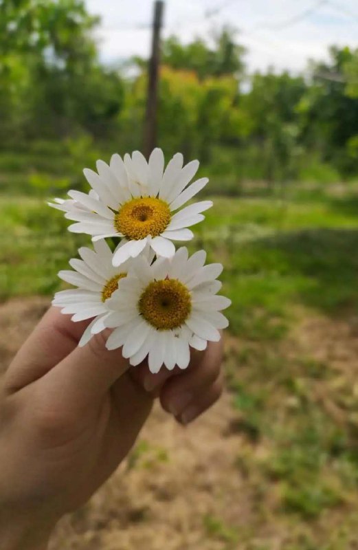 Sen papatya seversin***🌼******🤍***