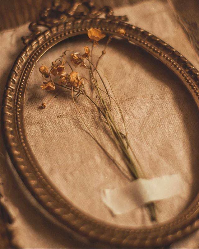 Videos & Photos | شغف