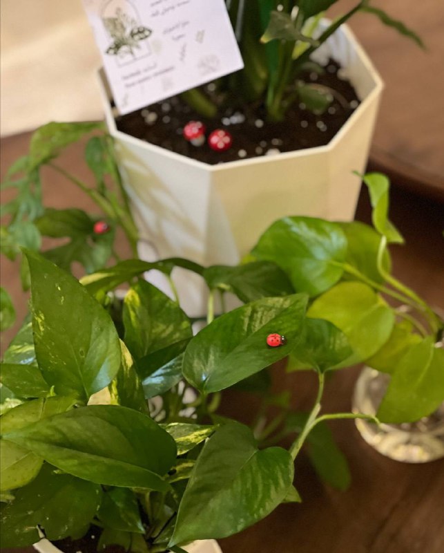 شَيمَاء | 📚🌿