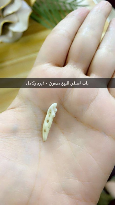 استخارة العلوية ام زينب
