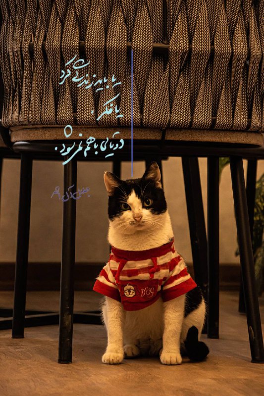 شعربین SherBean