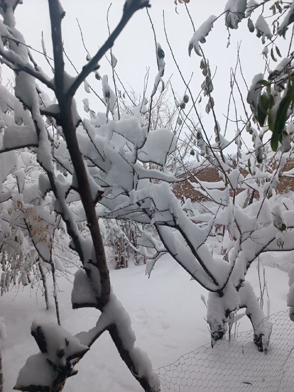زمستان است و چشم کوچه از …