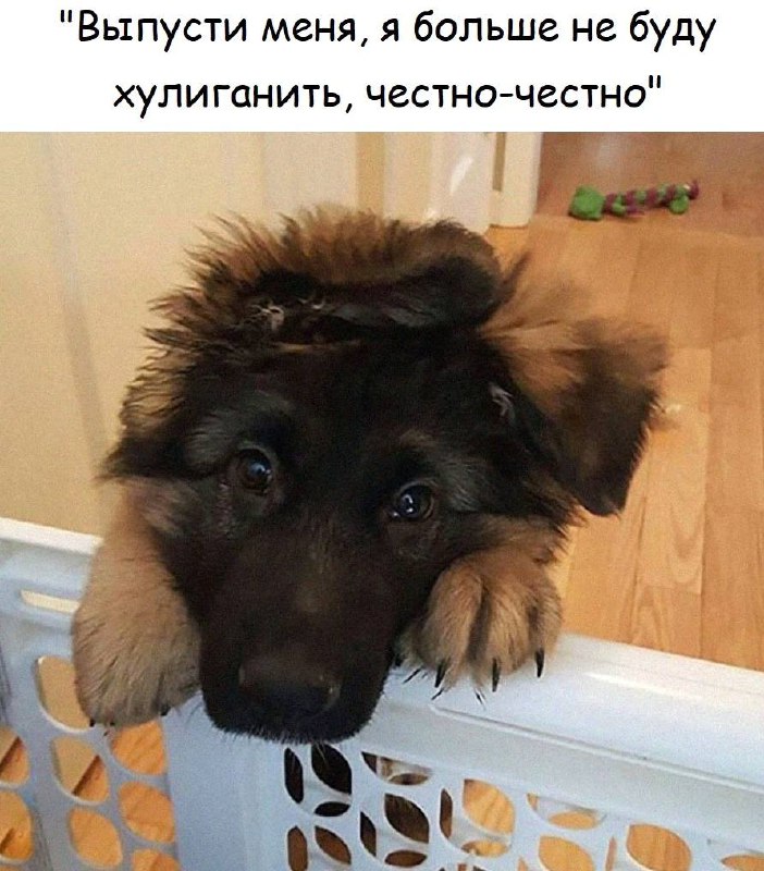 [Шерстяной дружок](https://t.me/sherstyanoy_druzhok) ***🐶***