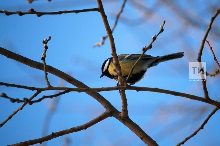 **Работы в саду в марте:** советы …