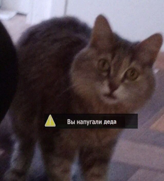 Ивлис псина?