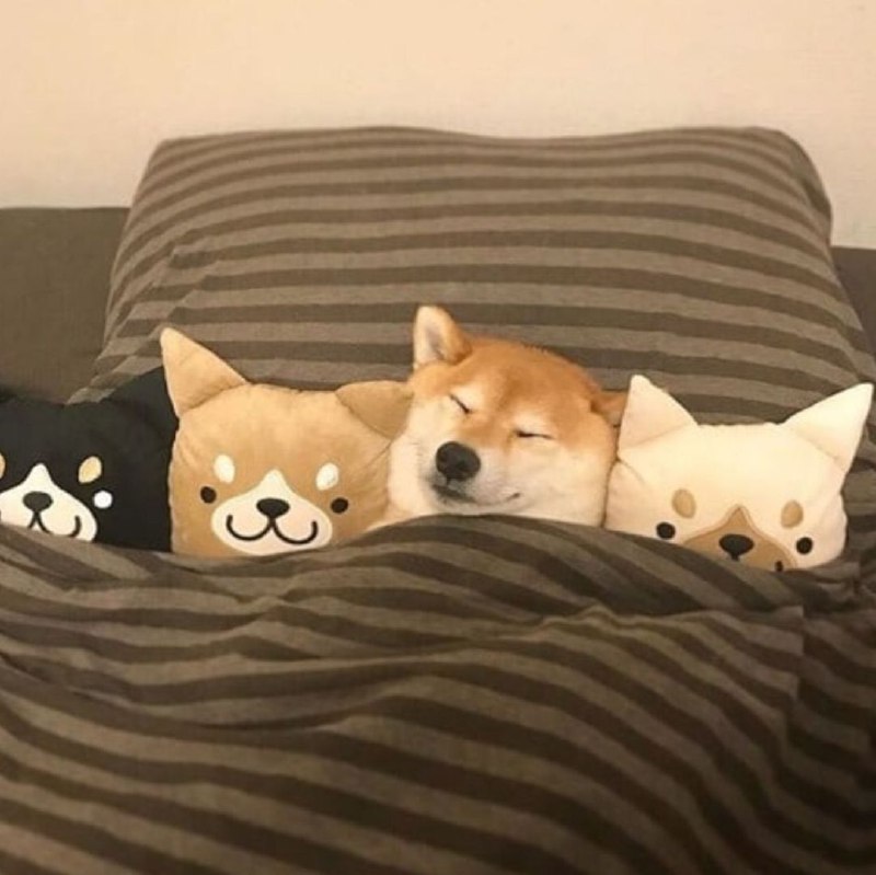 Spot the shibe!