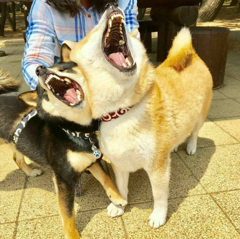 Shibes