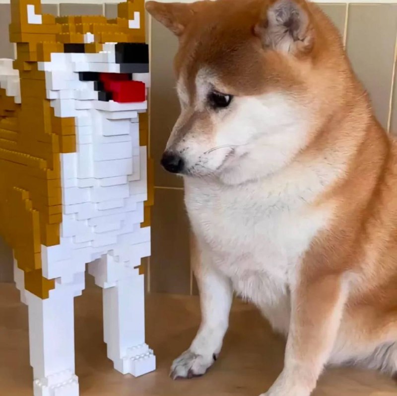 Shibes