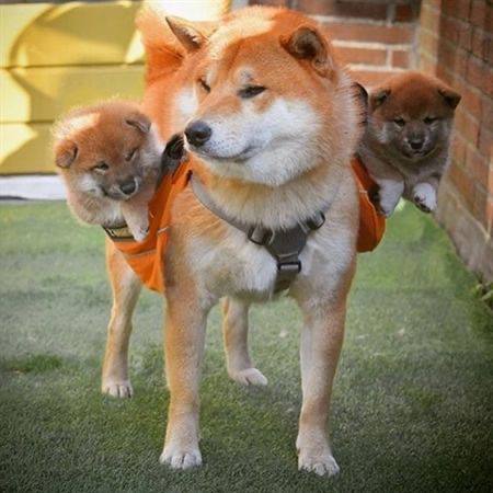 Shibes