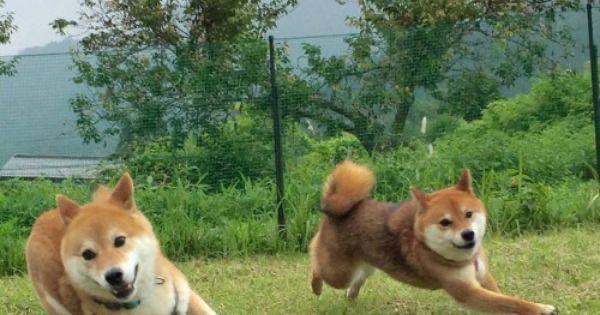 Shibes