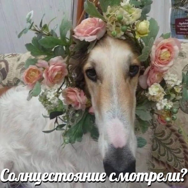 Щитпостинг