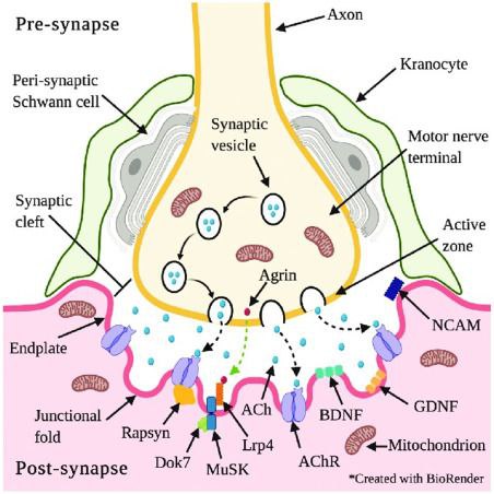 ***✅***The neuromuscular junction (NMJ) is **a …