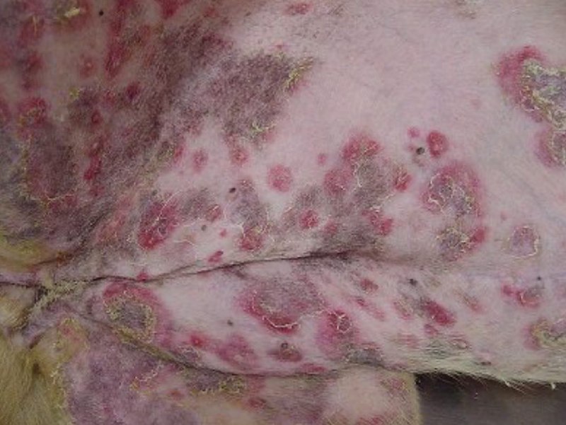 pemphigus foliaceus