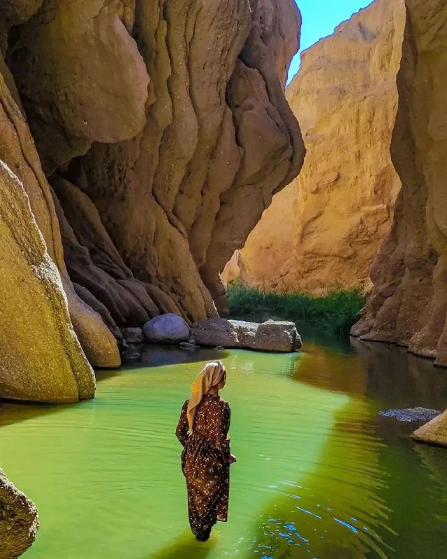 شوکاتور