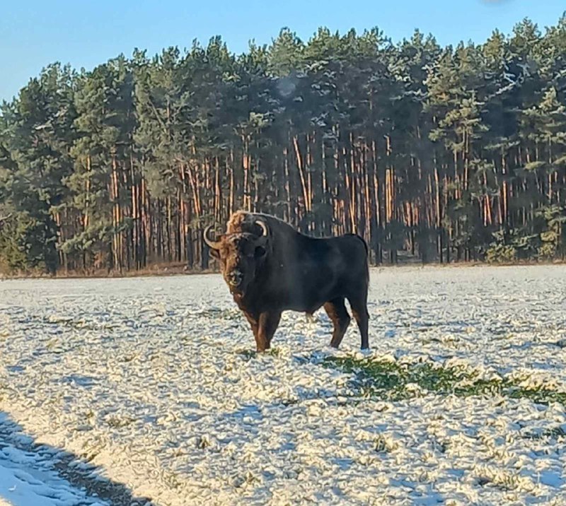 **У Камарыне заўважылі зуброў ***🦬*****