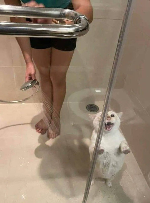 shtpost