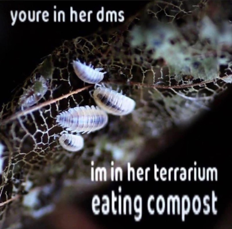 shtpost