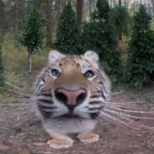 shtpost